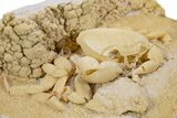 Fossil Crab (Potamon) Preserved in Travertine - Turkey #301584-3